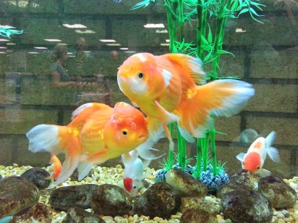 fancy goldfish3